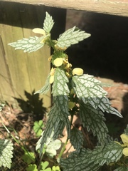 Lamium galeobdolon flavidum