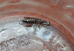 Xiphydria maculata