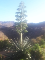 Agave rhodacantha