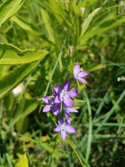 Triodanis leptocarpa