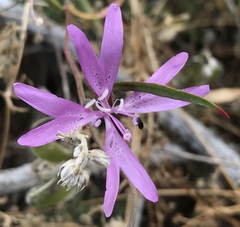 Clarkia biloba
