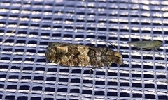 Eucopina tocullionana