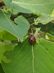 Chrysomela falsa