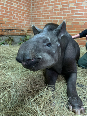 Tapirus