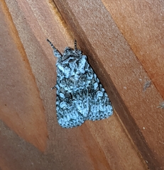 Lacinipolia cuneata