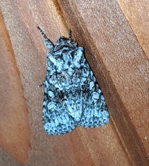 Lacinipolia cuneata