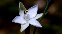 Thelymitra albiflora