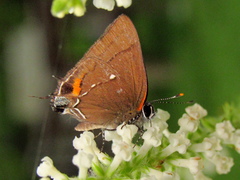 Electrostrymon angelia