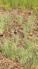 Charadrius vociferus