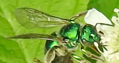 Augochloropsis viridula