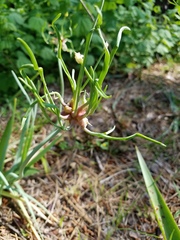 Allium ampeloprasum