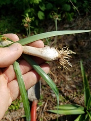 Allium ampeloprasum