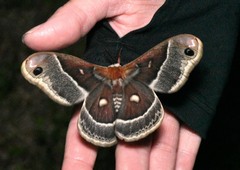 Hyalophora columbia