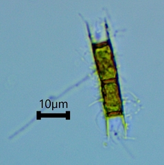 Microspora