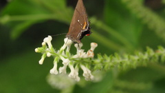 Electrostrymon angelia