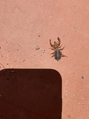 Gluvia dorsalis