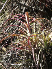 Tillandsia capitata