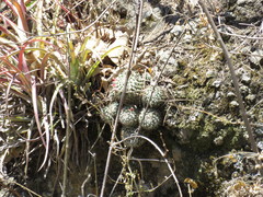 Mammillaria scrippsiana