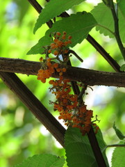Urera caracasana