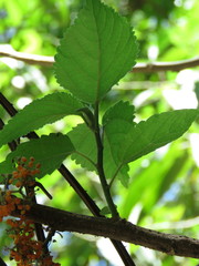 Urera caracasana