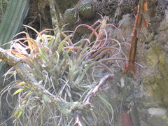 Mammillaria scrippsiana