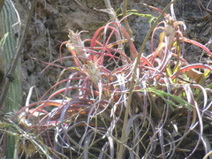 Tillandsia capitata