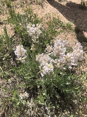 Oxytropis sericea