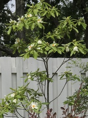 Theaceae