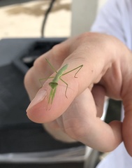 Mantidae