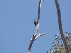 Melanerpes aurifrons