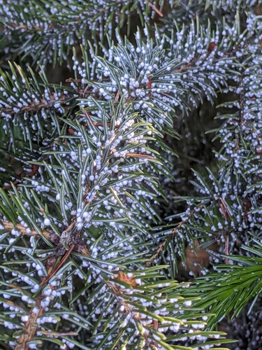 Douglas Fir Adelgid photo 2