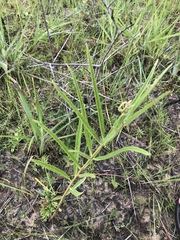 Asclepias lanceolata
