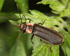 Podabrus brevicollis