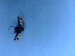 Cicindela latesignata