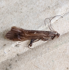 Glyphopsyche irrorata