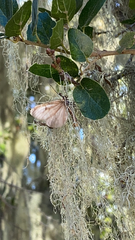 Phryganidia californica