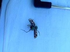 Cicindela latesignata