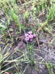 Carphephorus pseudoliatris