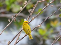 Sicalis columbiana