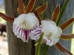 Galeandra