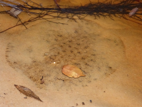 Discus ray (Paratrygon aiereba) — Potamotrygonidae — 4