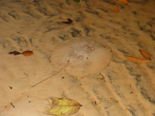 Discus ray (Paratrygon aiereba) — Potamotrygonidae — 3