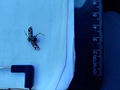 Cicindela latesignata