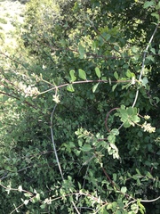 Lonicera interrupta
