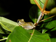 Scinax ruber