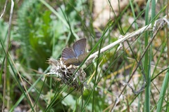 Glaucopsyche lygdamus erico