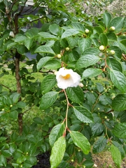 Stewartia