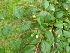 Stewartia