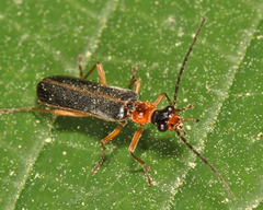 Podabrus intrusus