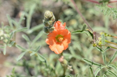 Sphaeralcea coccinea